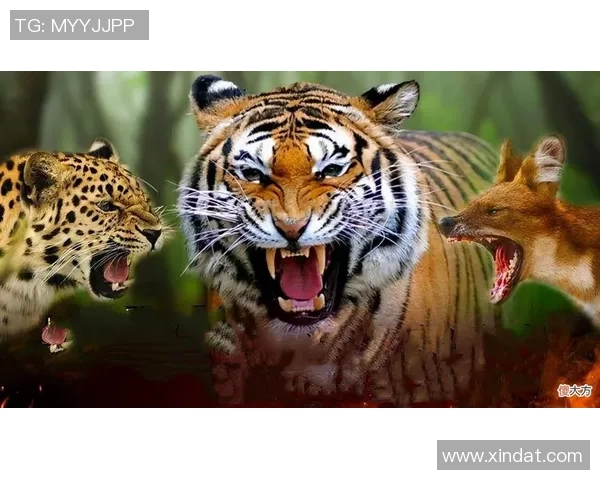 老虎与黑豹的王者之争谁才是丛林中的真正霸主